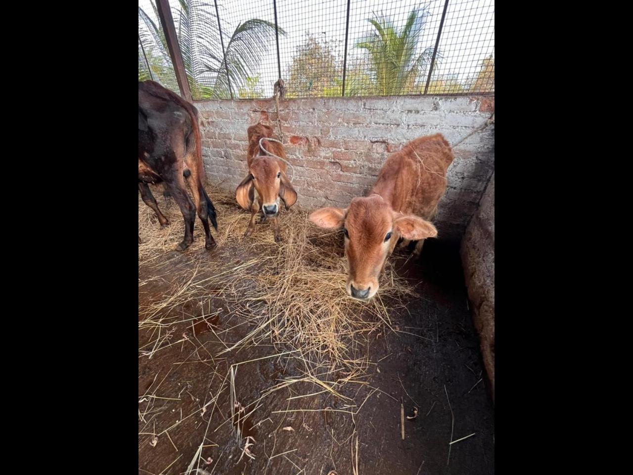 Farm stay Nehamrit Farmstays With Pool, Near Malshej Ghat